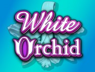 White Orchid slot gratis